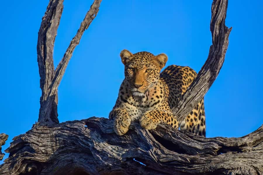 From Johannesburg: 2-Day Safari into Kruger National Park - The afternoon drive from 1:00 PM to 4:30 PM