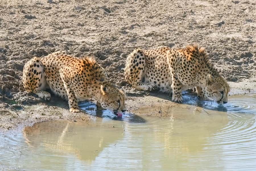 From Johannesburg: 2-Day Safari into Kruger National Park - The guide can make or break the trip