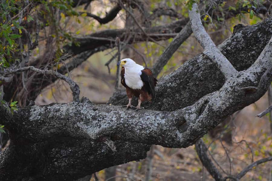 From Johannesburg: 2-Day Safari into Kruger National Park - Who will get the most from this safari