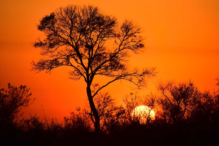 From Johannesburg: 2-Day Safari into Kruger National Park - Should you book the Kruger two-day trip?