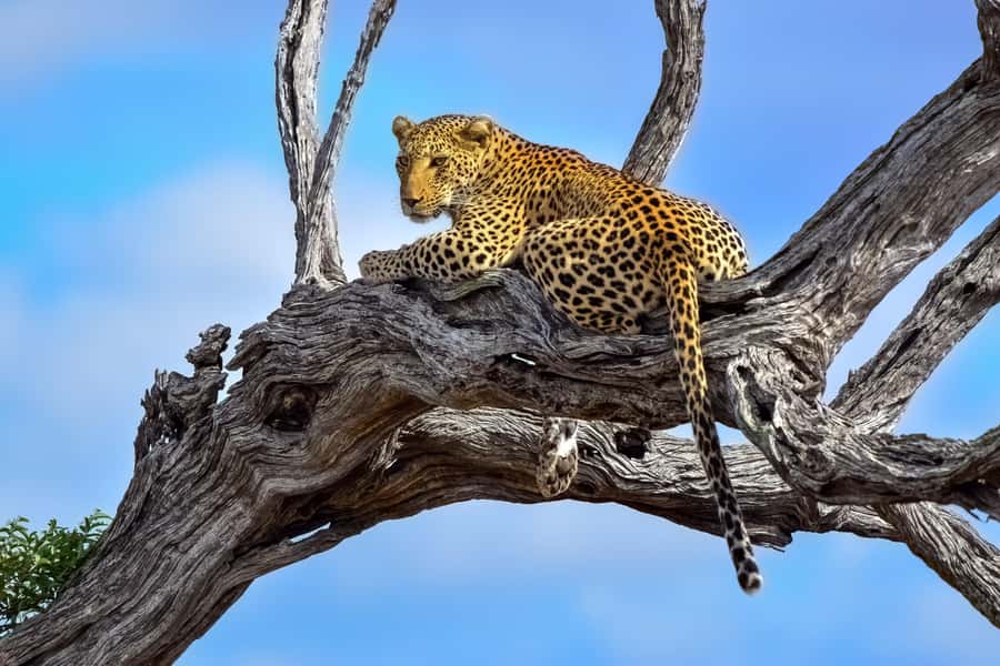 From Johannesburg: 2-Day Safari into Kruger National Park - A night near Hazyview, outside the park