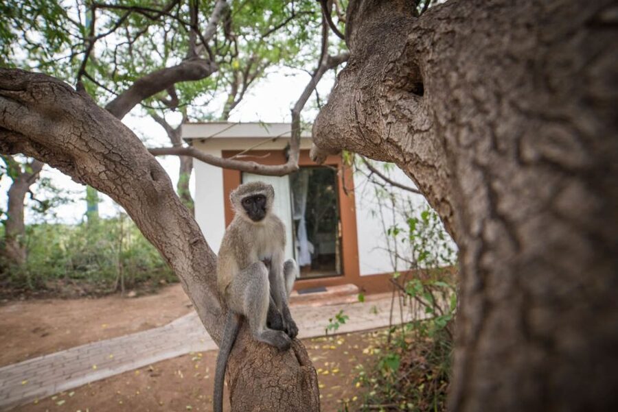 From Johannesburg: 6-Day Classic Kruger National Park Safari - Day 4: Moholoholo and another Balule drive