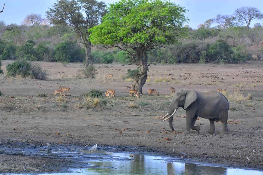 From Johannesburg: Full-Day Kruger National Park Safari - Who will enjoy this most