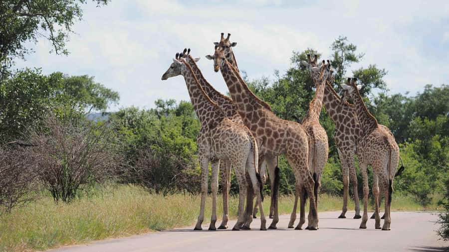 From Johannesburg: Full-Day Kruger National Park Safari - Arriving at Kruger and heading toward Skukuza
