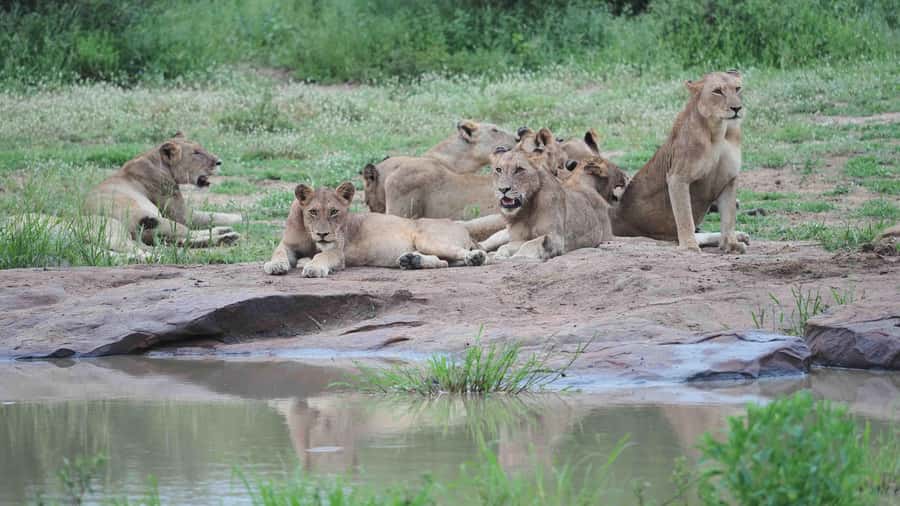 From Johannesburg: Full-Day Kruger National Park Safari - What $435 per person really covers