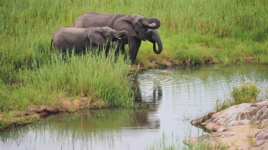 From Johannesburg: Full-Day Kruger National Park Safari - Why a two-day extension may be smarter