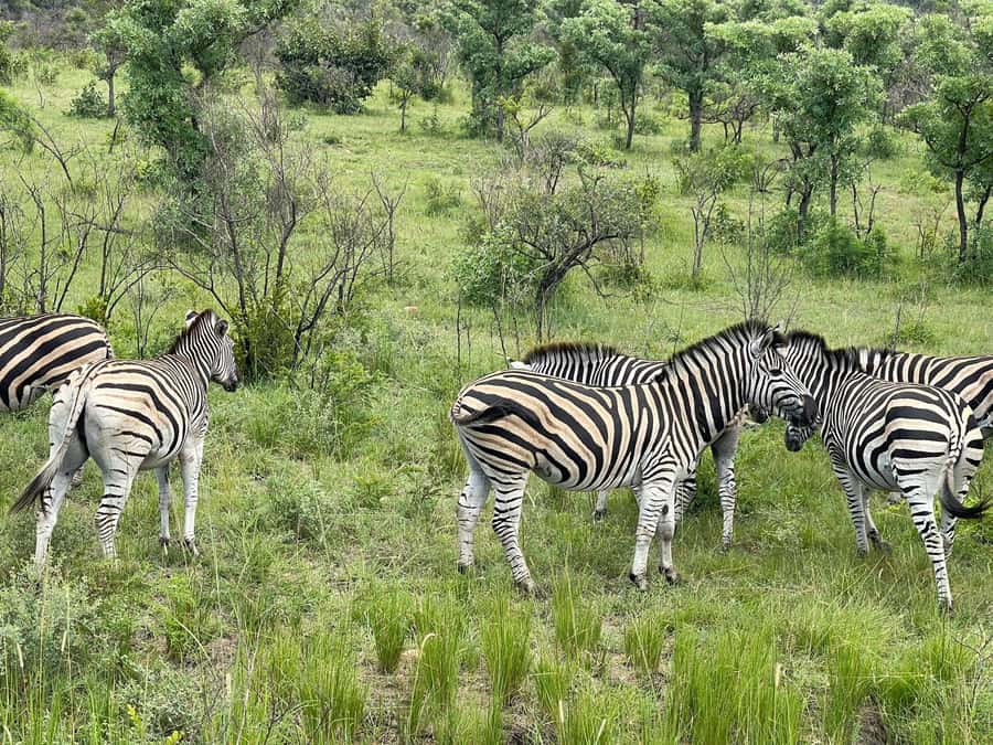 From Johannesburg: Kruger National Park 3-Day Safari - The Hazyview overnight stay
