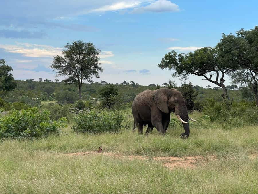 From Johannesburg: Kruger National Park 3-Day Safari - Hippos, crocodiles, and birds near the water