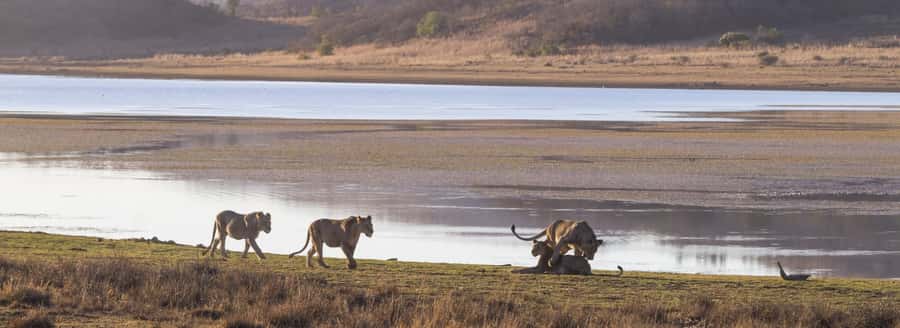 From Johannesburg: Pilanesberg National Park Safari - Why Pilanesberg works for a one-day safari