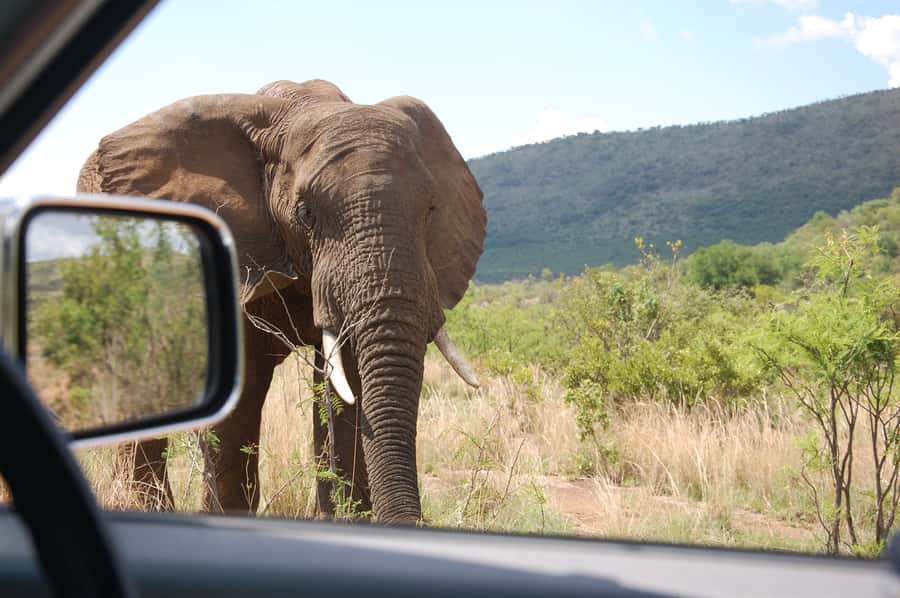 From Johannesburg: Pilanesberg National Park Safari - Guides can make the difference