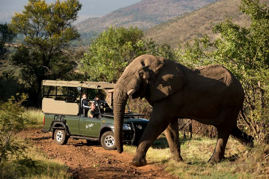 From Johannesburg: Pilanesberg National Park Safari - The 2.5-hour ride from Johannesburg