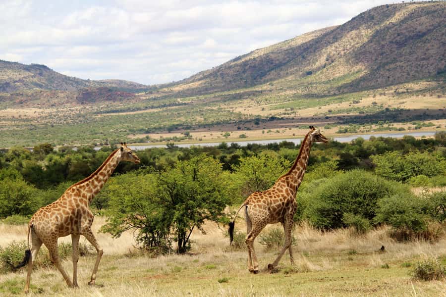 From Johannesburg: Pilanesberg Nature Reserve Game Safari - Lunch beside the reserve’s wildlife activity