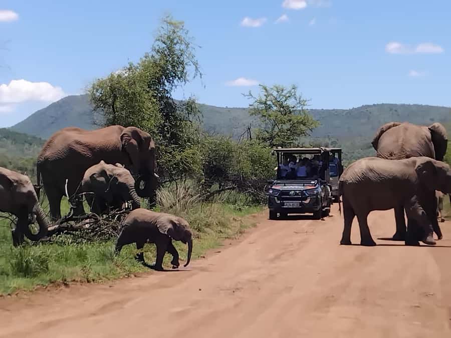 From Johannesburg: Pilanesberg Nature Reserve Game Safari - The afternoon drive and the hunt for the Big Five