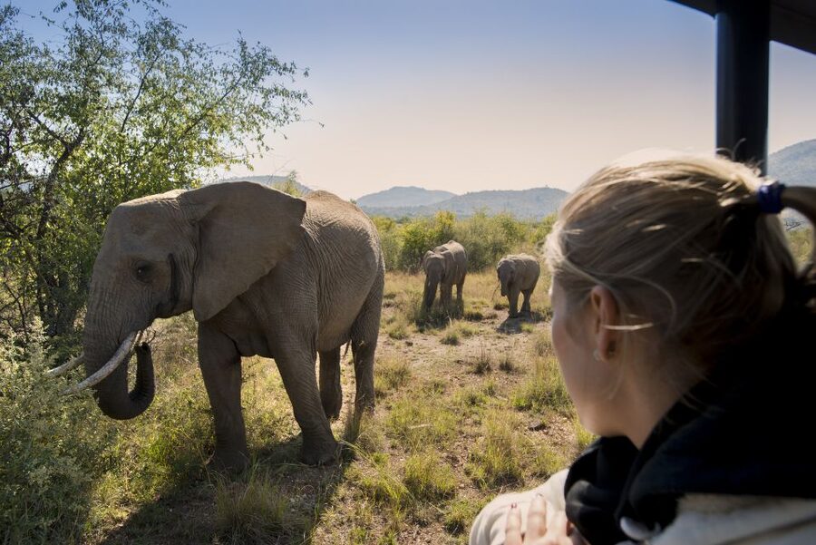 From Johannesburg: Pilanesberg Nature Reserve Game Safari - What makes the guides worth listening to
