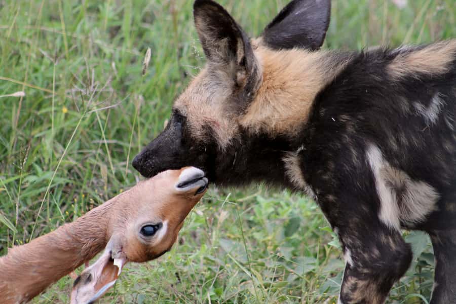 From Johannesburg: Pilanesberg Nature Reserve Game Safari - Is the conservation fee worth budgeting for?