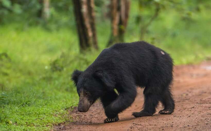From Kandy: Wilpattu National Park Safari with Hotel Pickup - The long road from Kandy to Wilpattu
