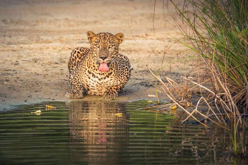 From Kandy: Wilpattu National Park Safari with Hotel Pickup - What you might see on the game drive