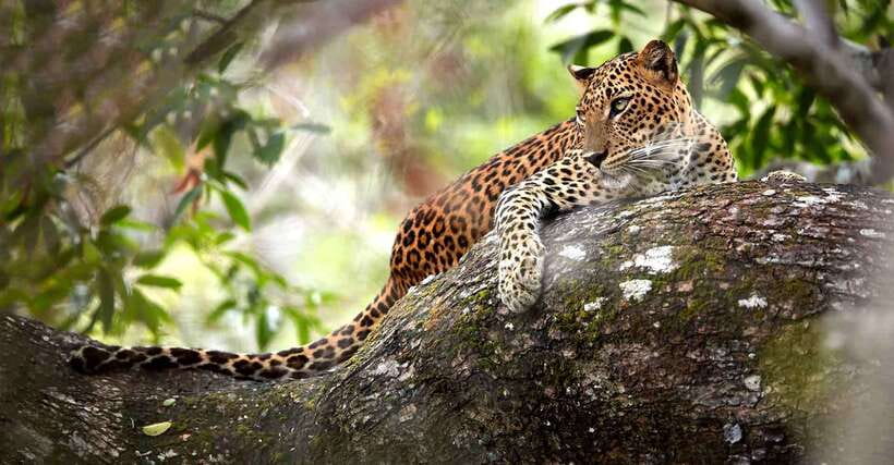 From Kandy: Wilpattu National Park Safari with Hotel Pickup - Who will enjoy this day most?