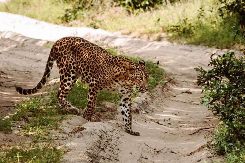 From Kandy: Wilpattu National Park Safari with Hotel Pickup - Should you book this Wilpattu safari from Kandy?
