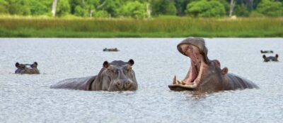 From Kasane: Chobe National Park Full Day Wildlife Safari