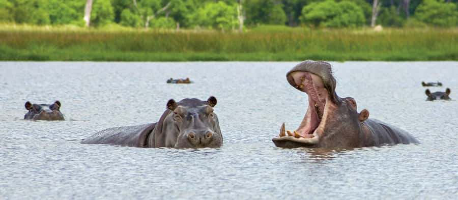 From Kasane: Chobe National Park Full Day Wildlife Safari - The morning Chobe River cruise