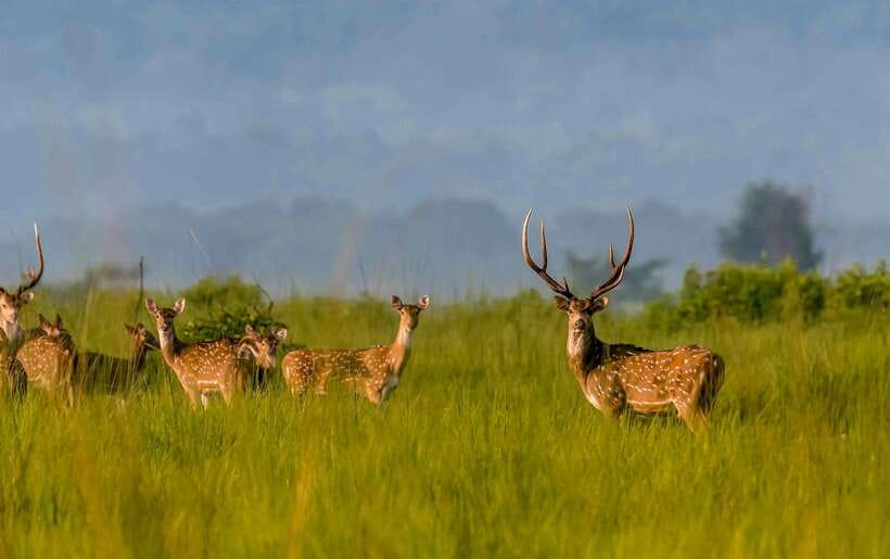 From Kathmandu/Pokhara: 3-Day Chitwan National Park Tour - Key points to know before booking