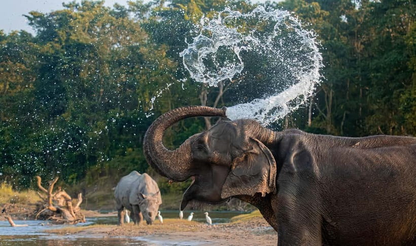 From Kathmandu/Pokhara: 3-Day Chitwan National Park Tour - Who should book this Chitwan tour