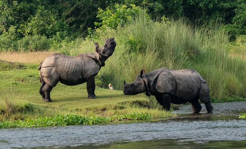 From Kathmandu/Pokhara: 3-Day Chitwan National Park Tour - Day one: Sauraha, sunset, and Tharu culture