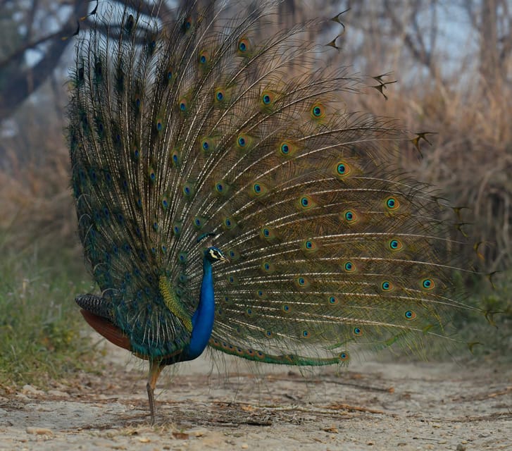 From Kathmandu/Pokhara: 3-Day Chitwan National Park Tour - Day two: canoe water, forest walking, and elephants