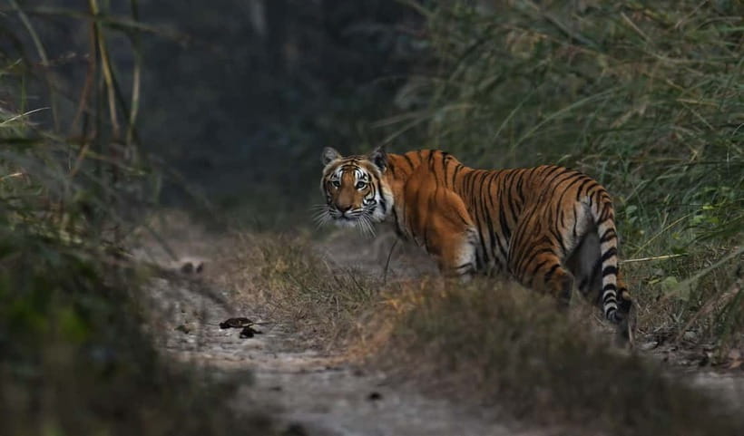 From Kathmandu/Pokhara: 3-Day Chitwan National Park Tour - What to pack for the park