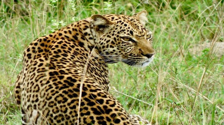 From Kigali: 2-Day Akagera National Park Safari with Boat - From Kigali’s hills to Akagera’s eastern plains