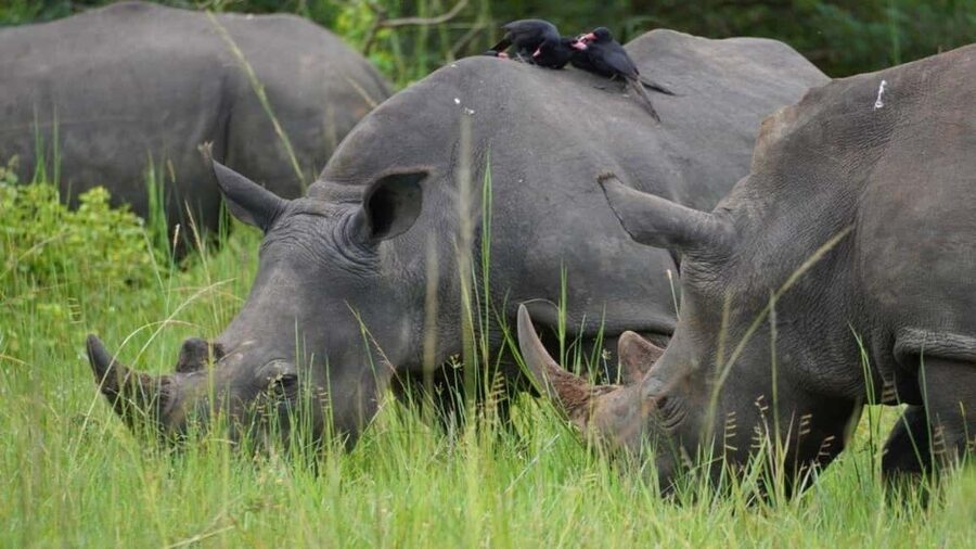 From Kigali: 2-Day Akagera National Park Safari with Boat - The park office and conservation story