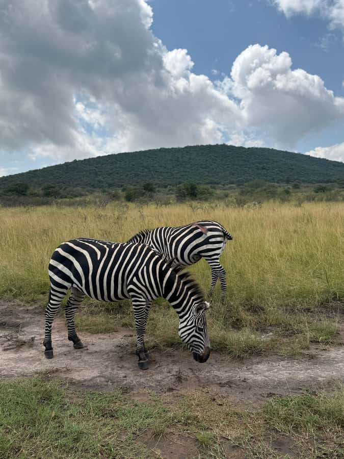 From Kigali: Akagera National Park Safari game drive - Who should choose this safari?