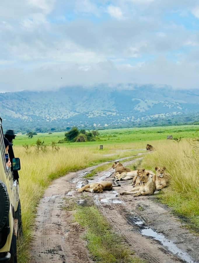 From Kigali: Akagera National Park Safari game drive - Why the guide can shape the whole day