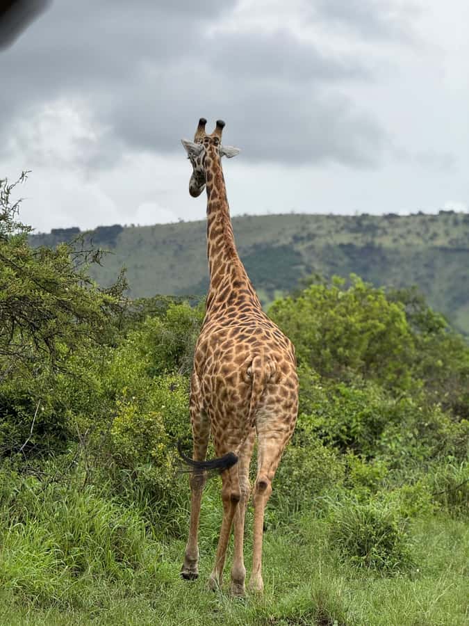 From Kigali: Akagera National Park Safari game drive - What the $199 price really covers