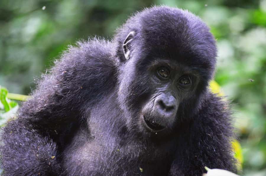 From Kigali: Volcanoes National Park Gorilla Trek with Lunch - Why This One-Day Gorilla Trek Is So Demanding