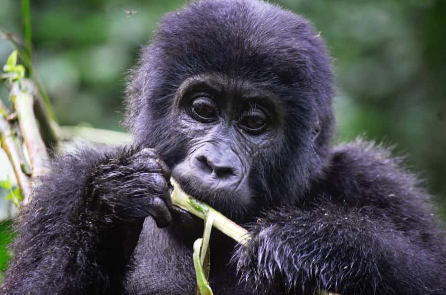 From Kigali: Volcanoes National Park Gorilla Trek with Lunch - Leaving Kigali at 4:30 am