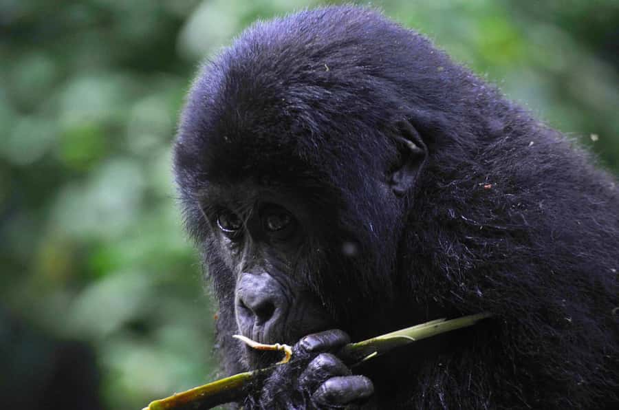 From Kigali: Volcanoes National Park Gorilla Trek with Lunch - Walking Into the Forest