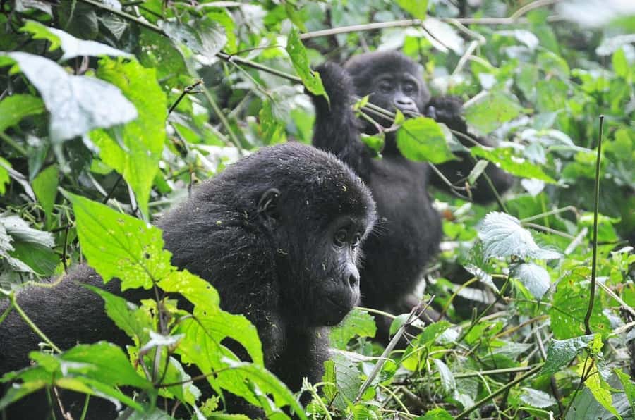 From Kigali: Volcanoes National Park Gorilla Trek with Lunch - The One-Hour Gorilla Encounter
