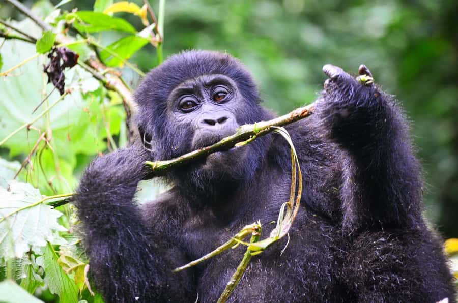 From Kigali: Volcanoes National Park Gorilla Trek with Lunch - Small Details That Make the Day Easier