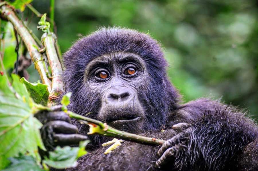 From Kigali: Volcanoes National Park Gorilla Trek with Lunch - Arriving at Volcanoes National Park