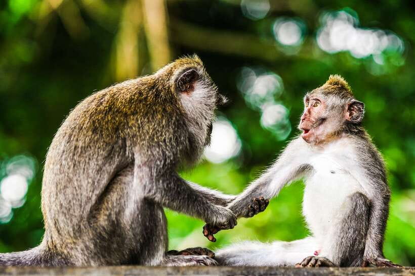 From Kuala Lumpur: Full-Day Taman Negara National Park - The 06:00 departure from Kuala Lumpur