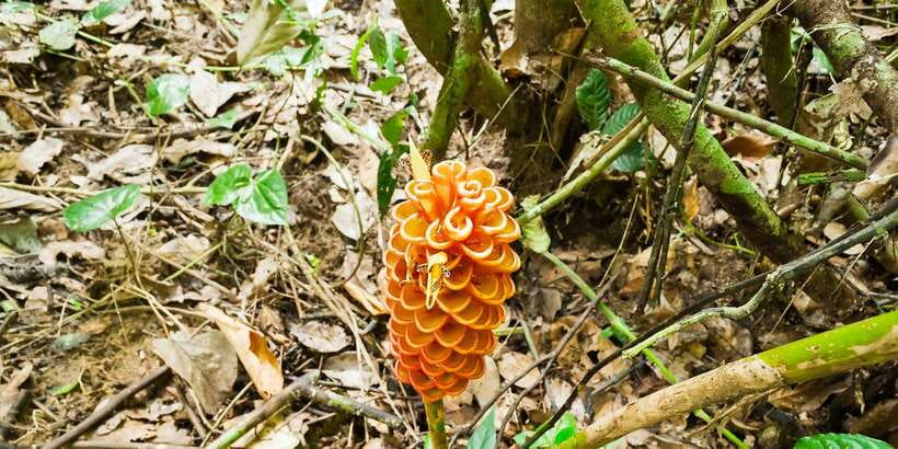 From Kuala Lumpur: Full-Day Taman Negara National Park - Who should book this Taman Negara day trip