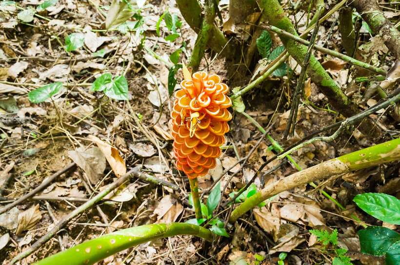 From Kuala Lumpur: Full-Day Taman Negara National Park - Arriving at Taman Negara National Park