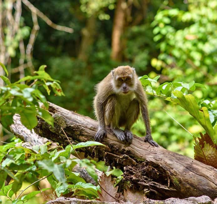 From Kuala Lumpur: Taman Negara National Park Private Tour - The real cost of reaching Taman Negara