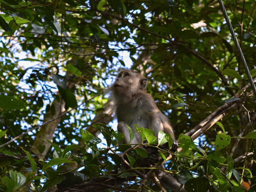 From Kuala Lumpur: Taman Negara National Park Private Tour - Meeting the giant Tualang Tree