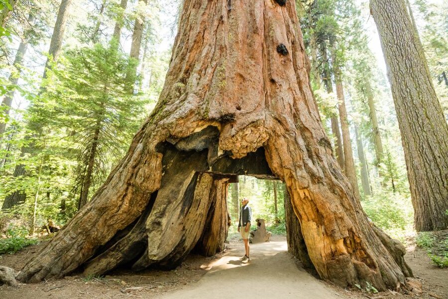 From Lake Tahoe: Yosemite National Park Day Trip with Lunch - Is $250 a fair price?