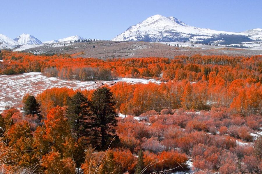 From Lake Tahoe: Yosemite National Park Day Trip with Lunch - What the guide adds to the experience