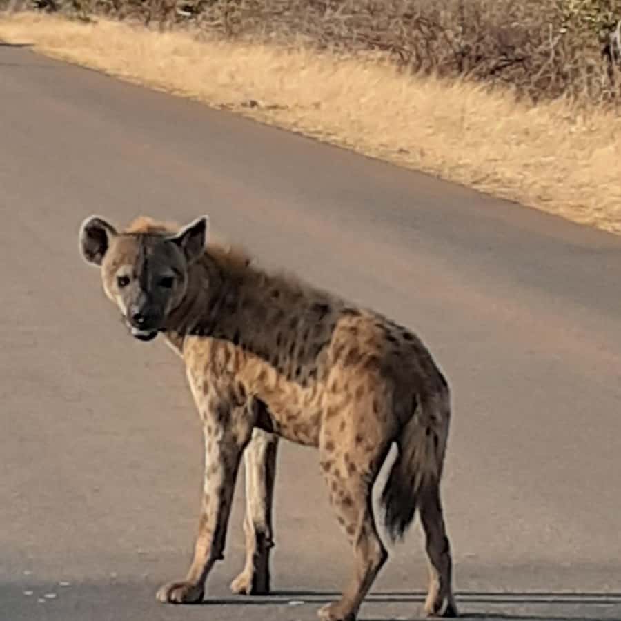 From Malelane: Kruger National Park Afternoon Safari - Key Points To Know Before You Go