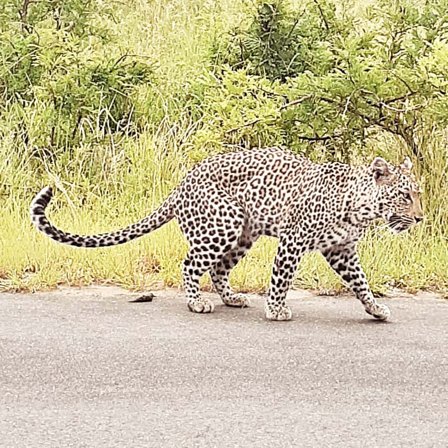 From Malelane: Kruger National Park Afternoon Safari - Why An Afternoon Safari Works So Well